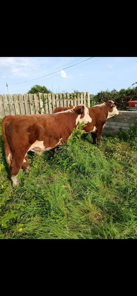 Pedigree hereford bulls - Image 4