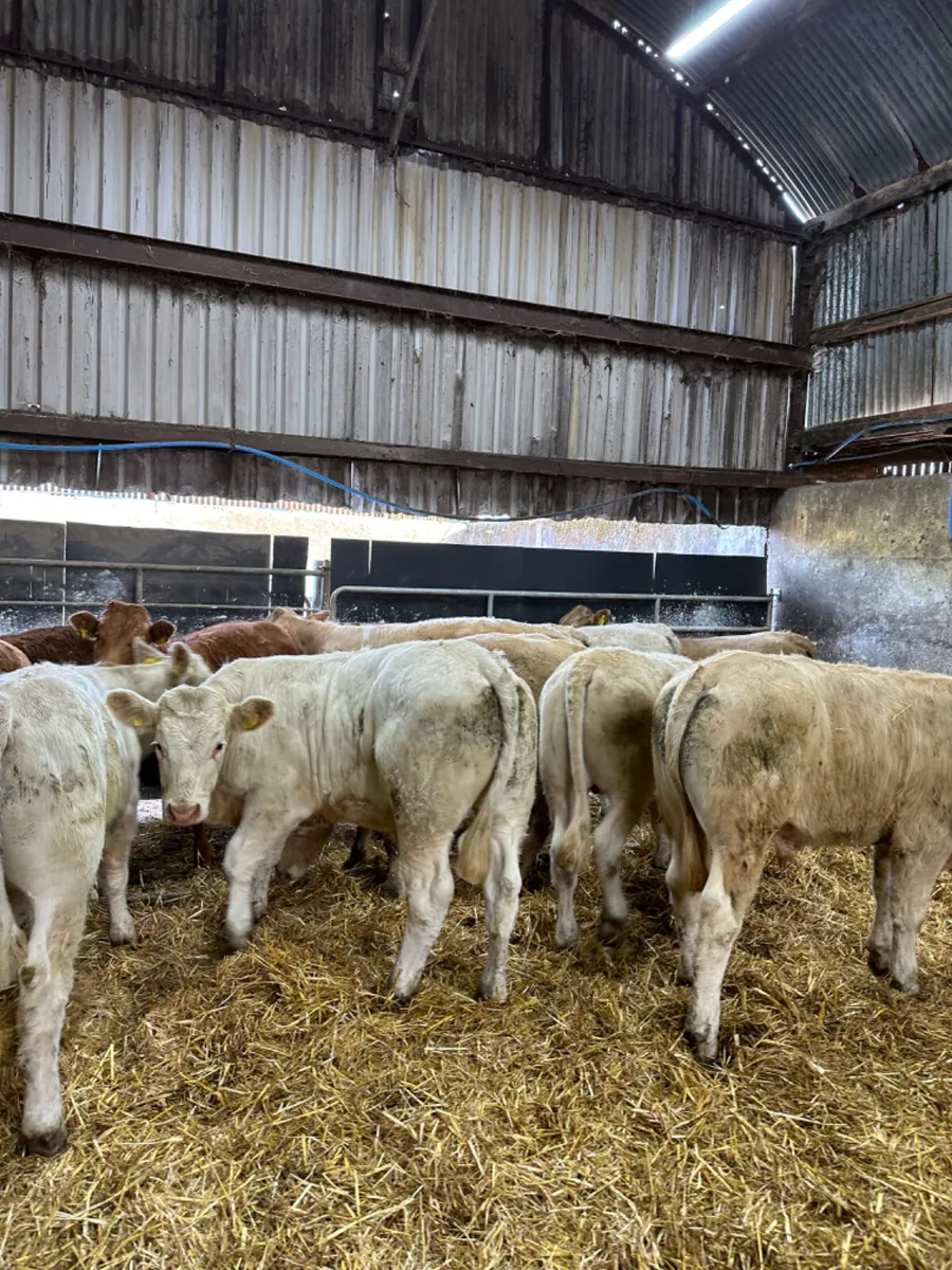 Charolais and lim bullocks - Image 4