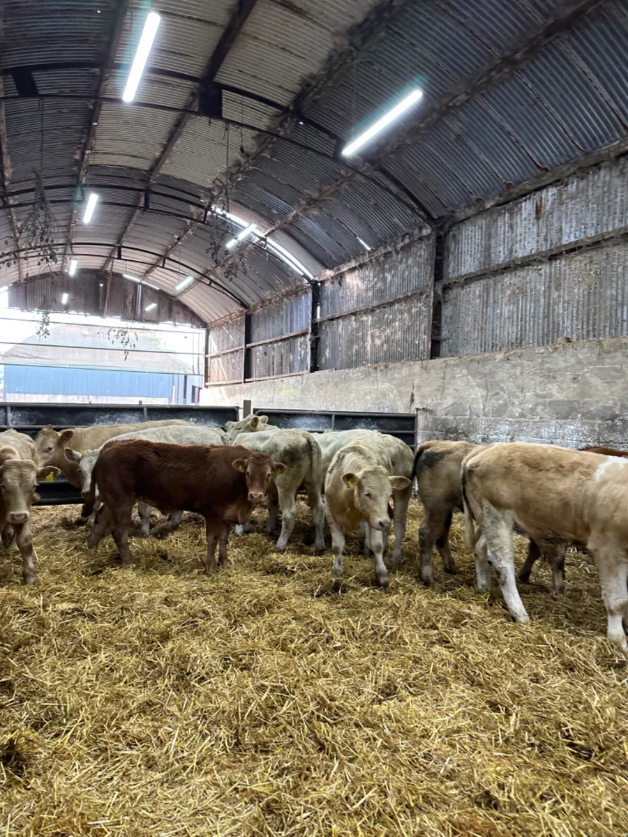 Charolais and lim bullocks - Image 1