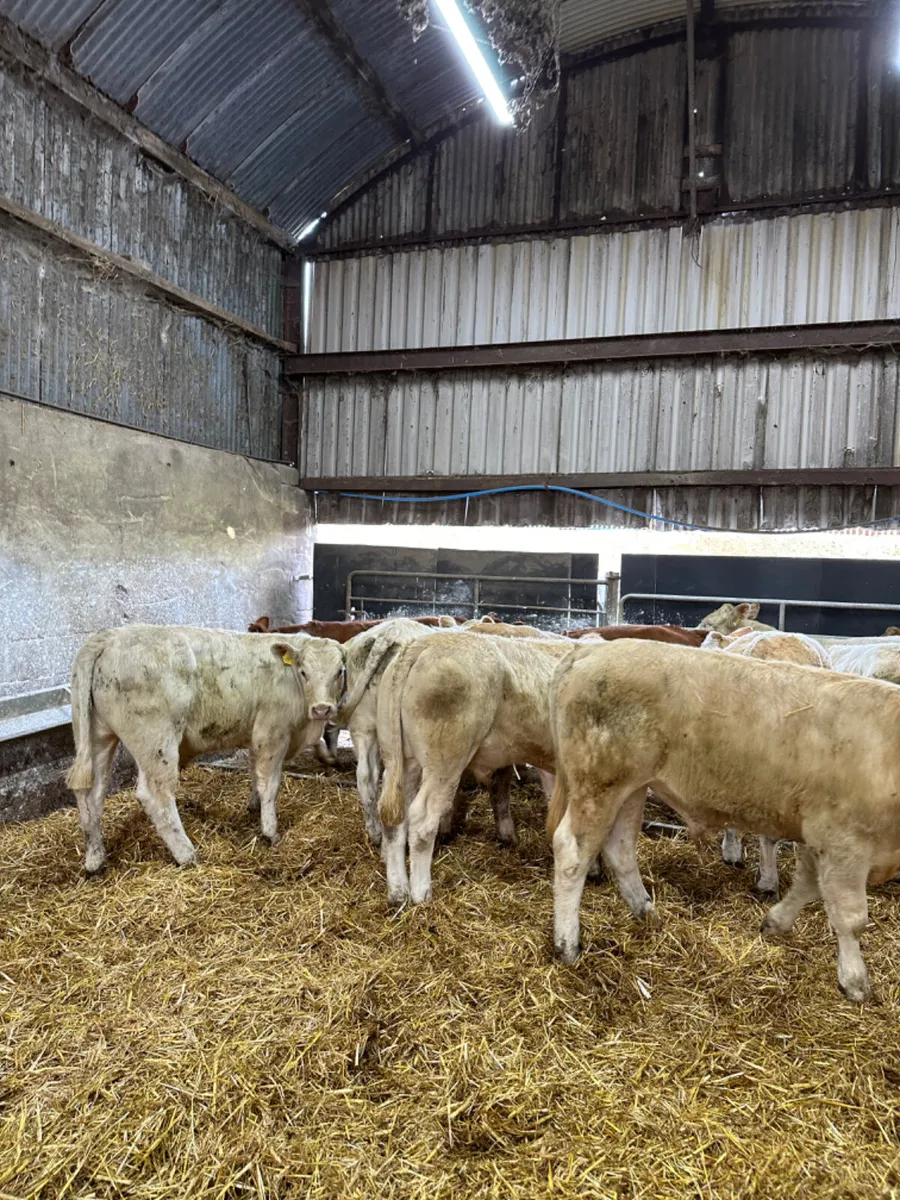 Charolais and lim bullocks - Image 3