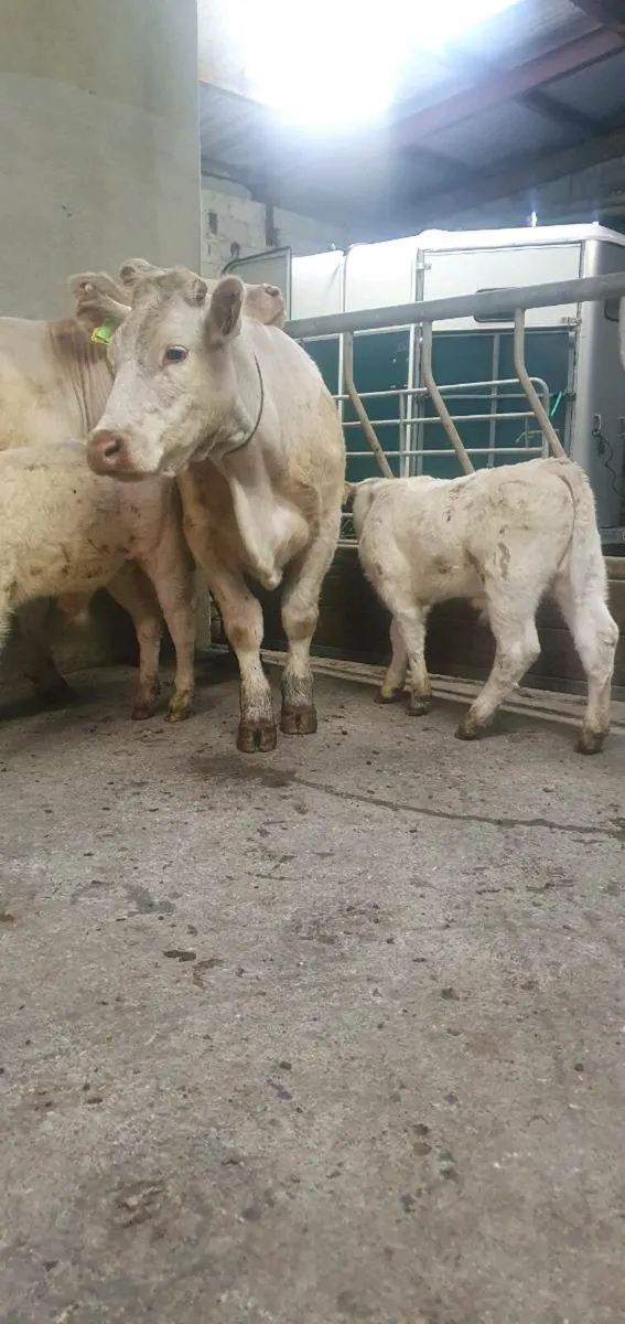 Pedigree Charolais 1st calvers - Image 2