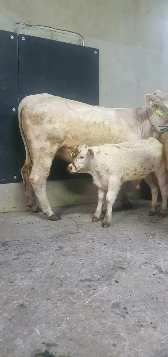 Pedigree Charolais 1st calvers - Image 1