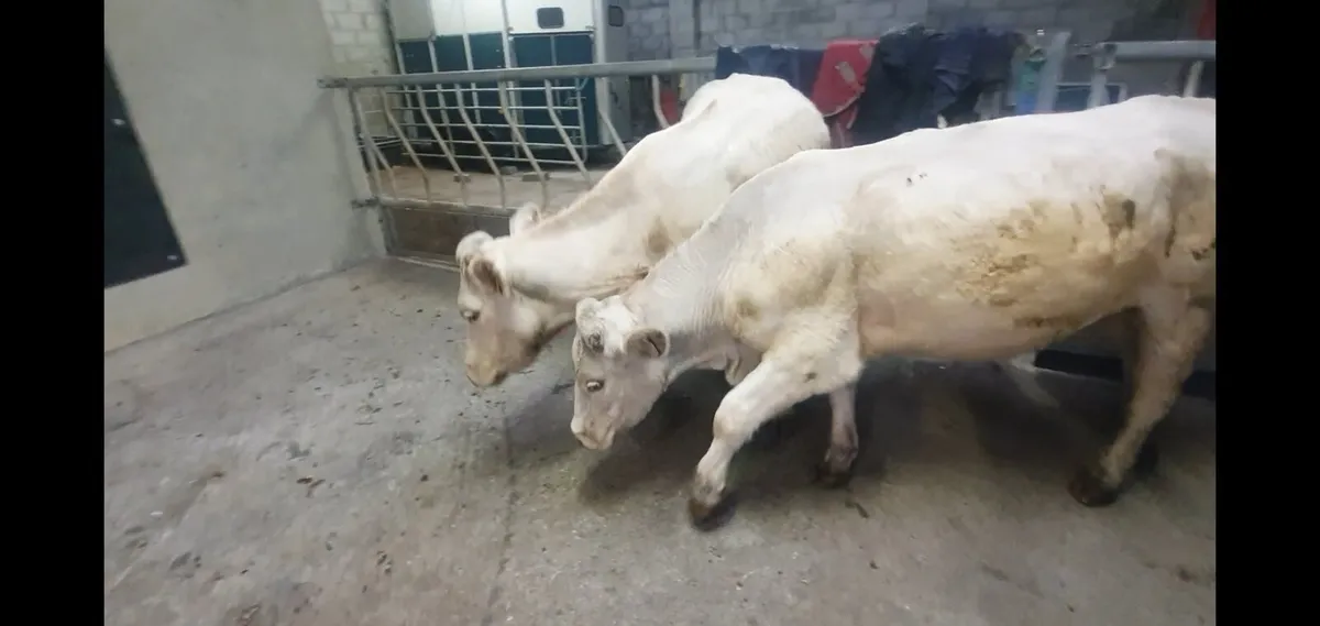 Pedigree Charolais 1st calvers - Image 3