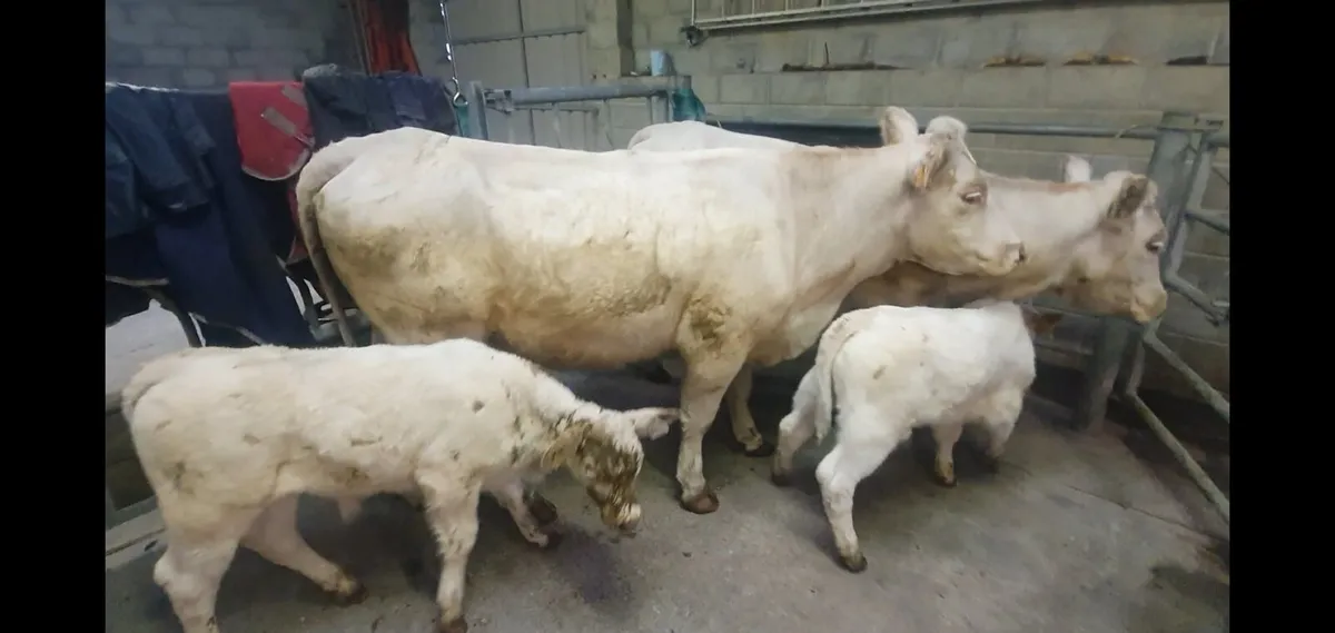 Pedigree Charolais 1st calvers - Image 4