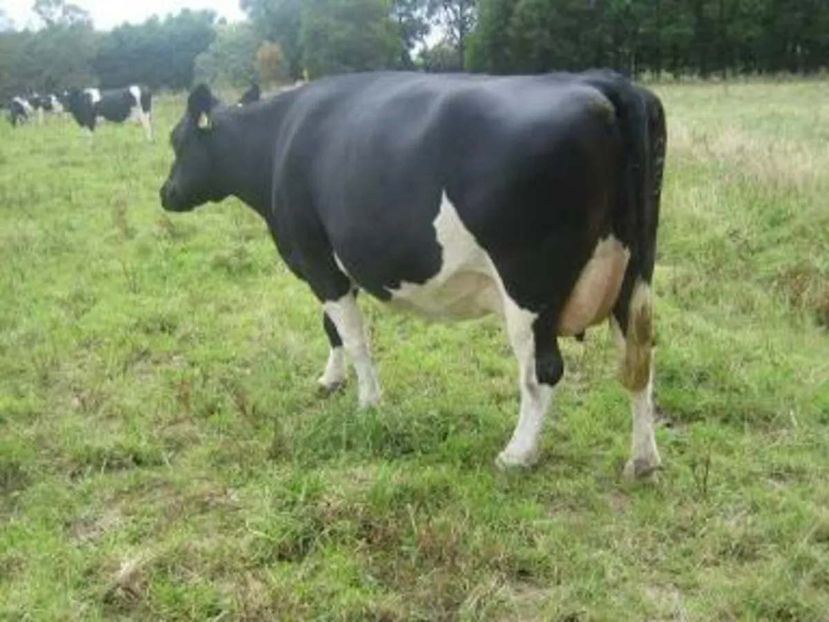 Incalf Cows