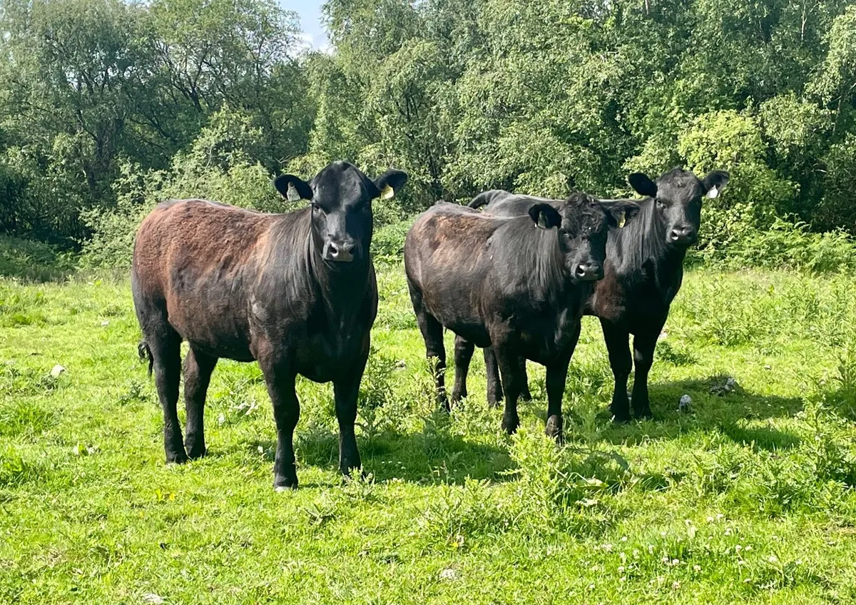 Aberdeen Angus Heifers - Image 1