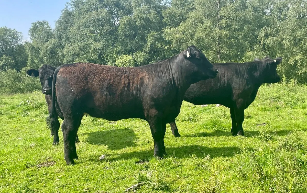 Aberdeen Angus Heifers - Image 2