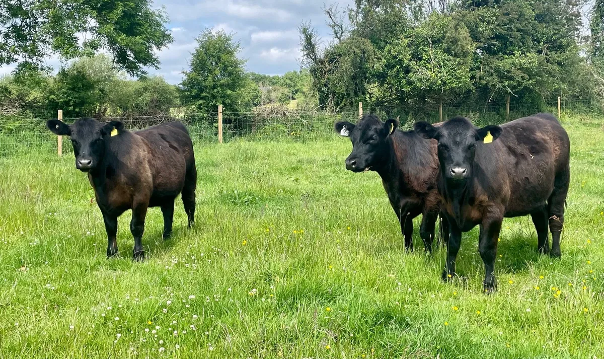Aberdeen Angus Heifers - Image 3