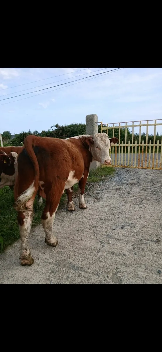 Pedigree hereford bulls - Image 1
