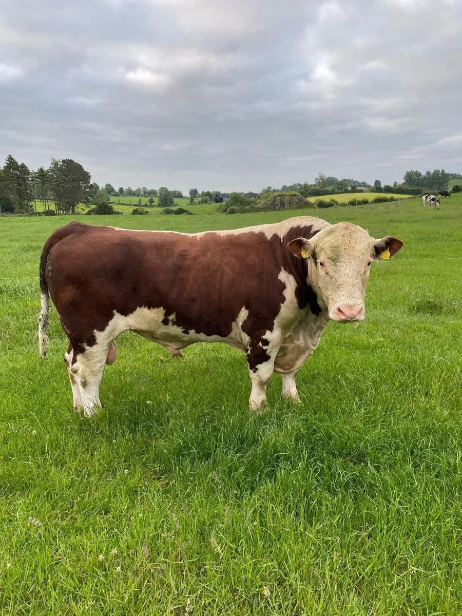 Hereford Bull - Image 1