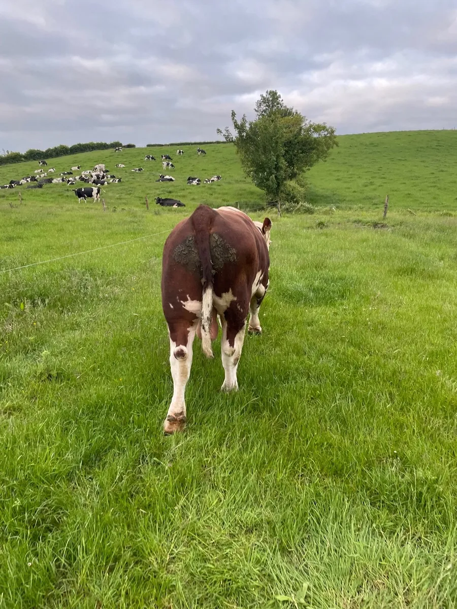 Hereford Bull - Image 3