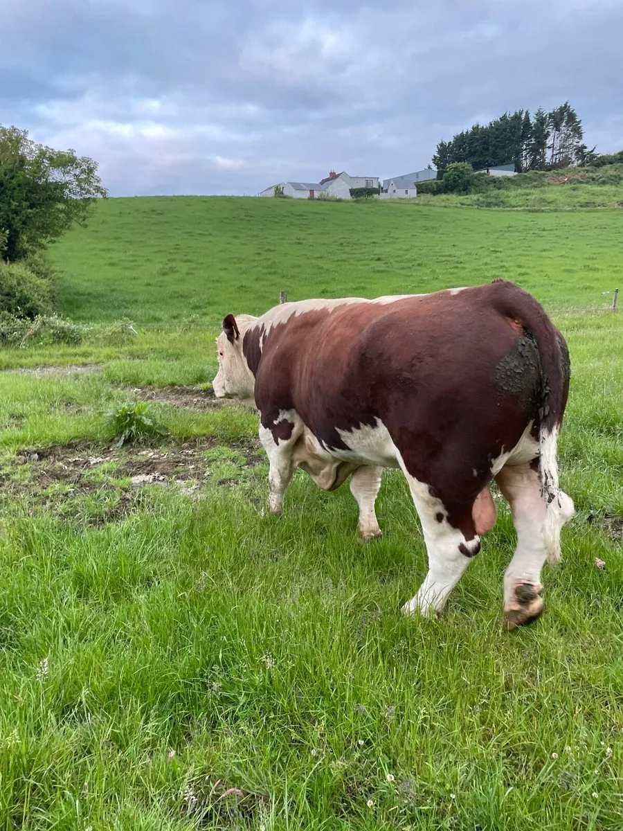 Hereford Bull - Image 4