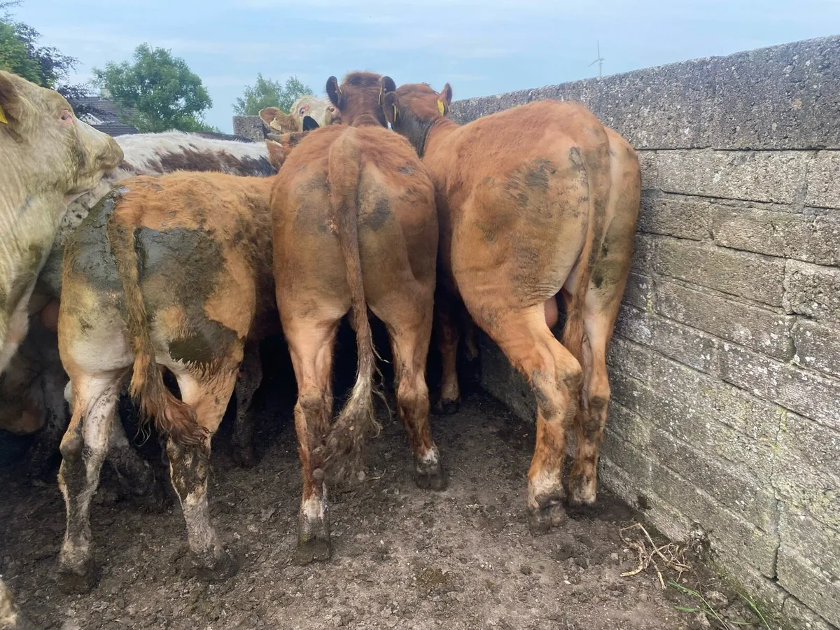 12 great Charolais and limousin bullocks - Image 2