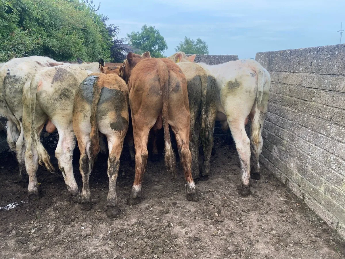 12 great Charolais and limousin bullocks - Image 4