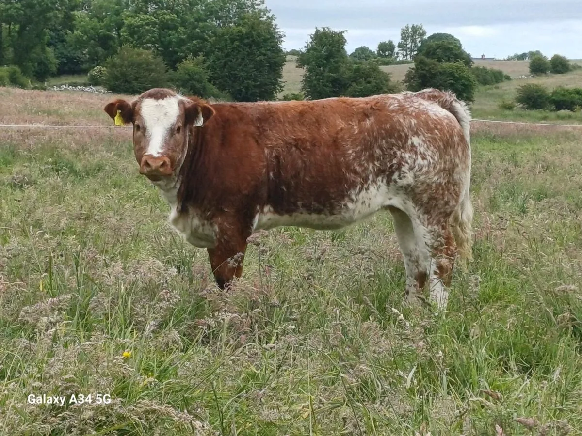 Heifer - Image 1