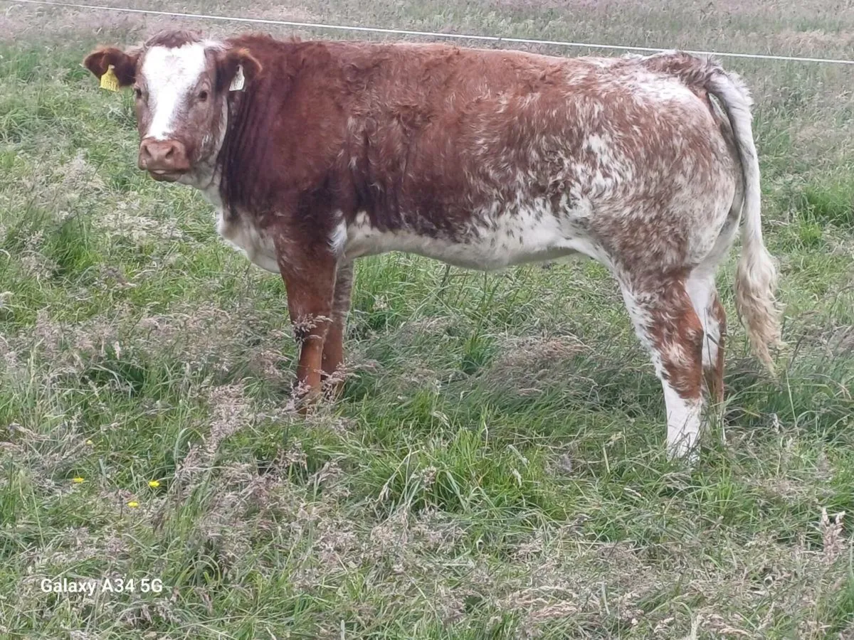 Heifer - Image 2