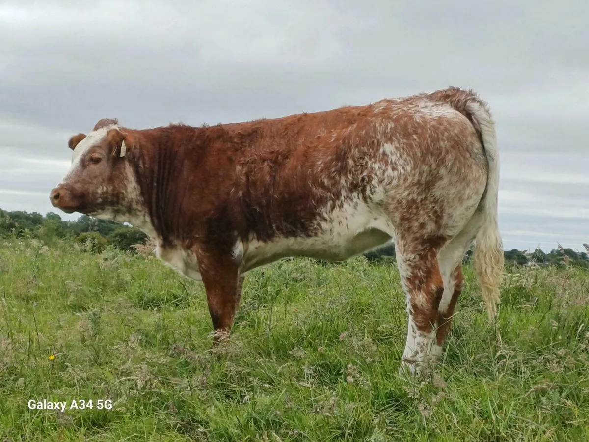 Heifer - Image 3