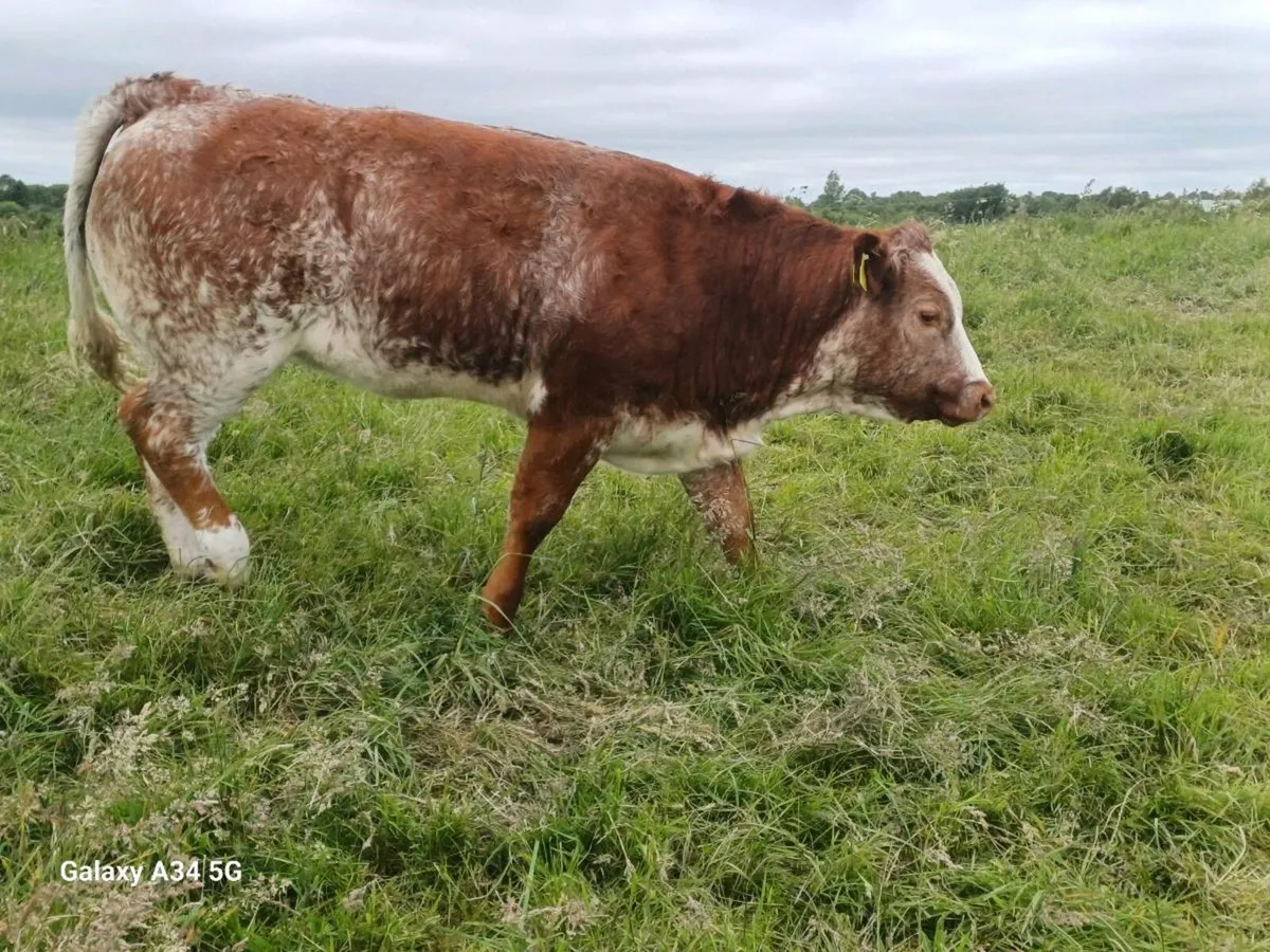 Heifer - Image 4