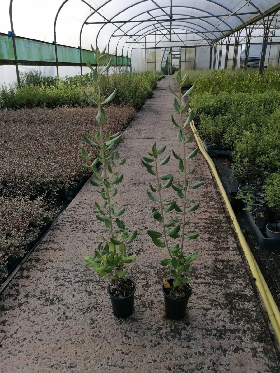 Griselinia hedging - Image 4