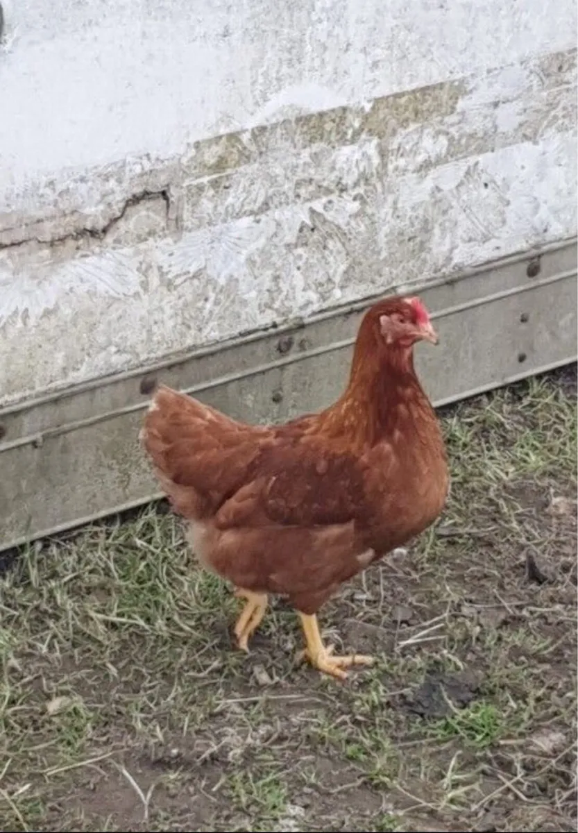 20 week old point of laying pullets - Image 2