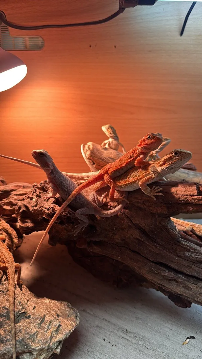Bearded Dragons