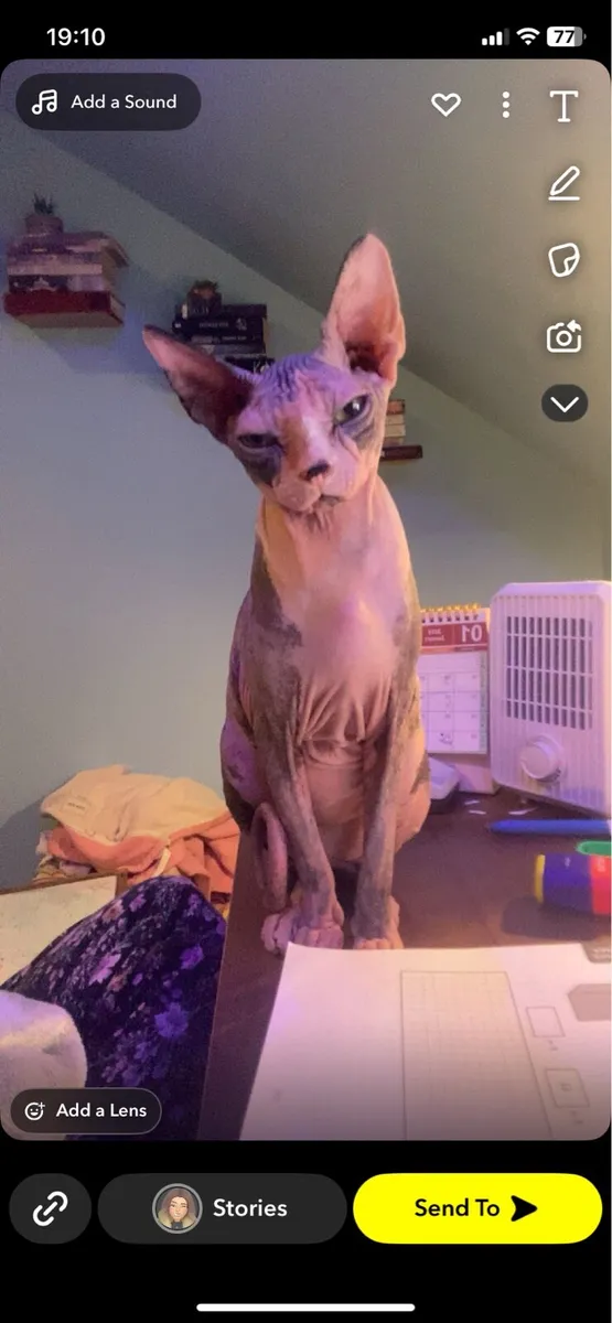 Canadian sphynx - Image 3