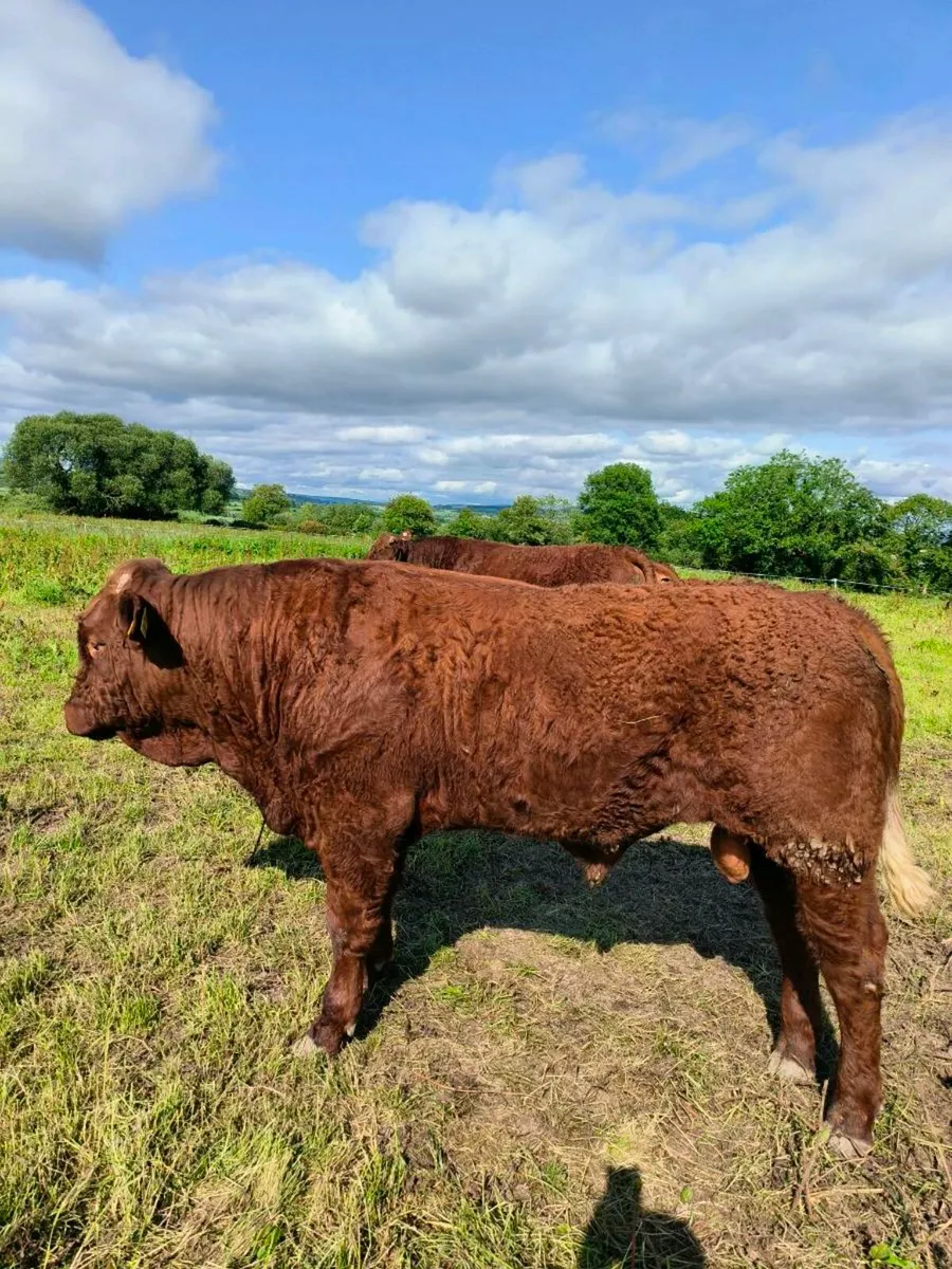 PBR 5🌟 Salers Bulls - Image 1