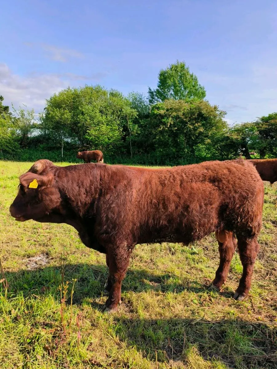 PBR 5🌟 Salers Bulls - Image 4