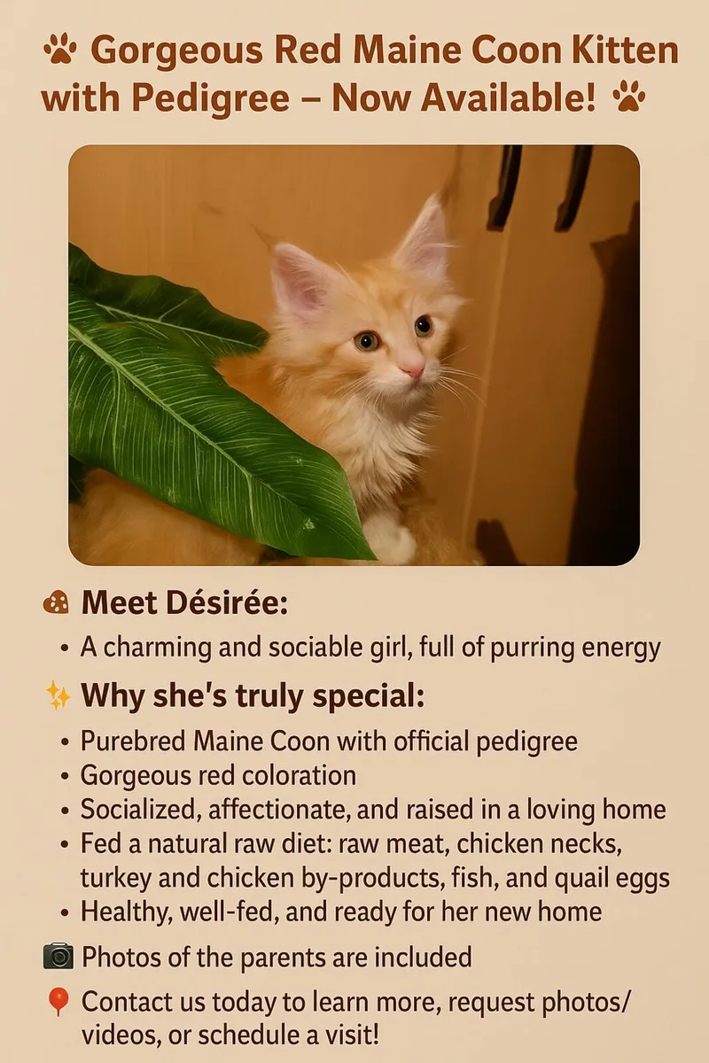 Maine Coon girl Desiree is for sale - Image 1