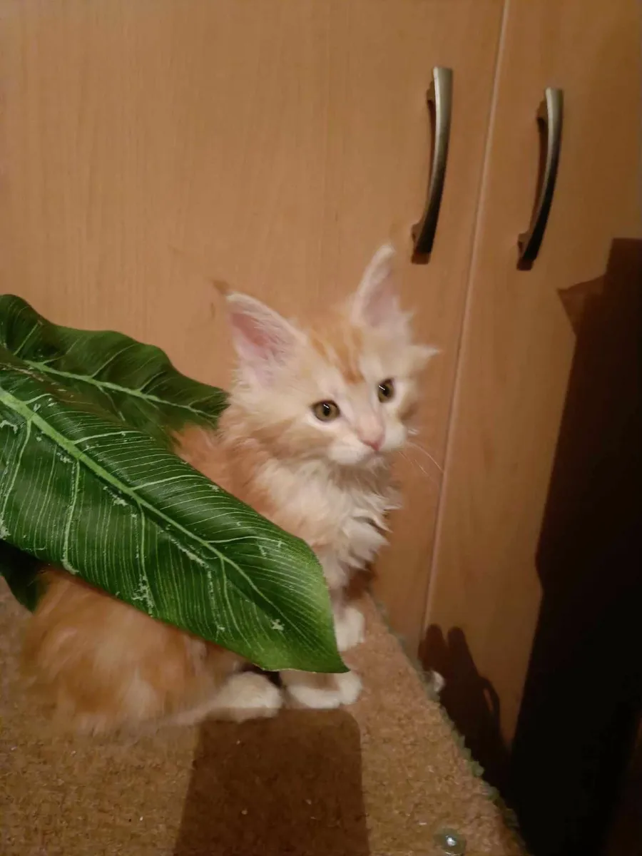 Maine Coon girl Desiree is for sale - Image 2