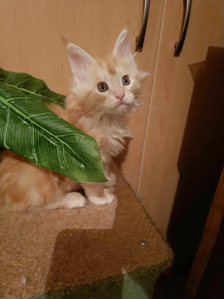 Maine Coon girl Desiree is for sale - Image 3