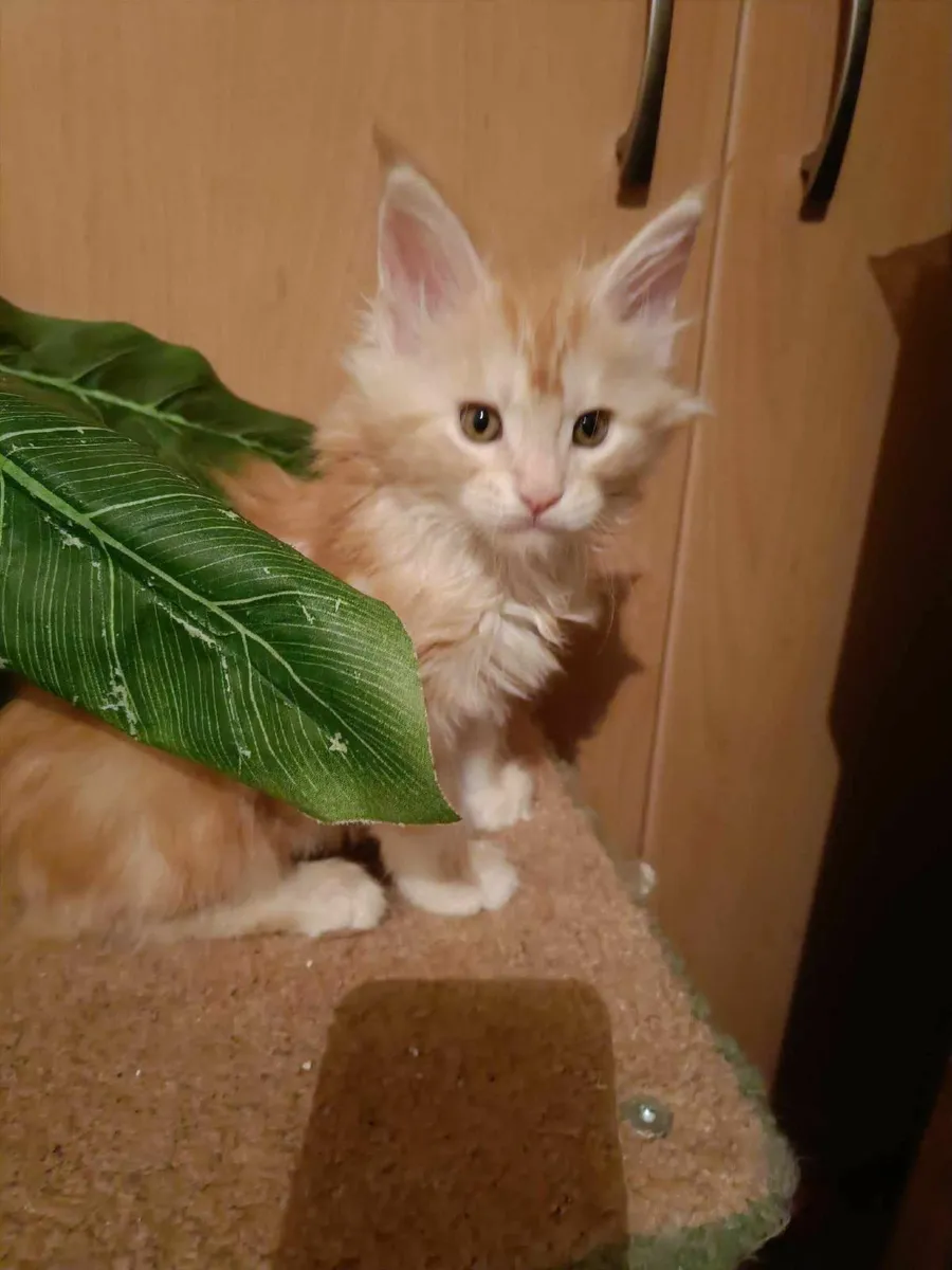 Maine Coon girl Desiree is for sale - Image 4