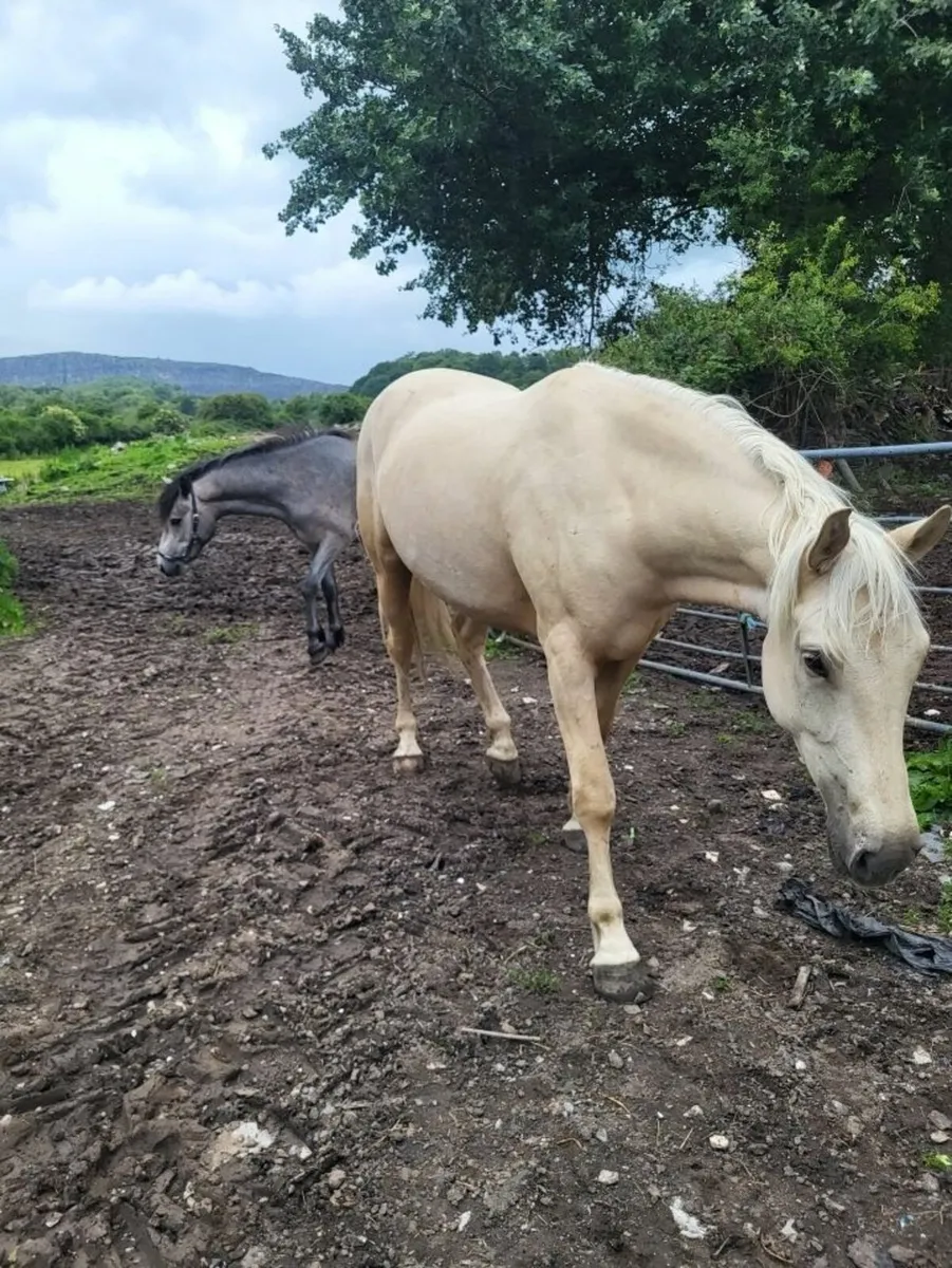 Gelding 5yr old - Image 1
