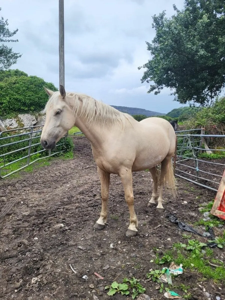 Gelding 5yr old - Image 2