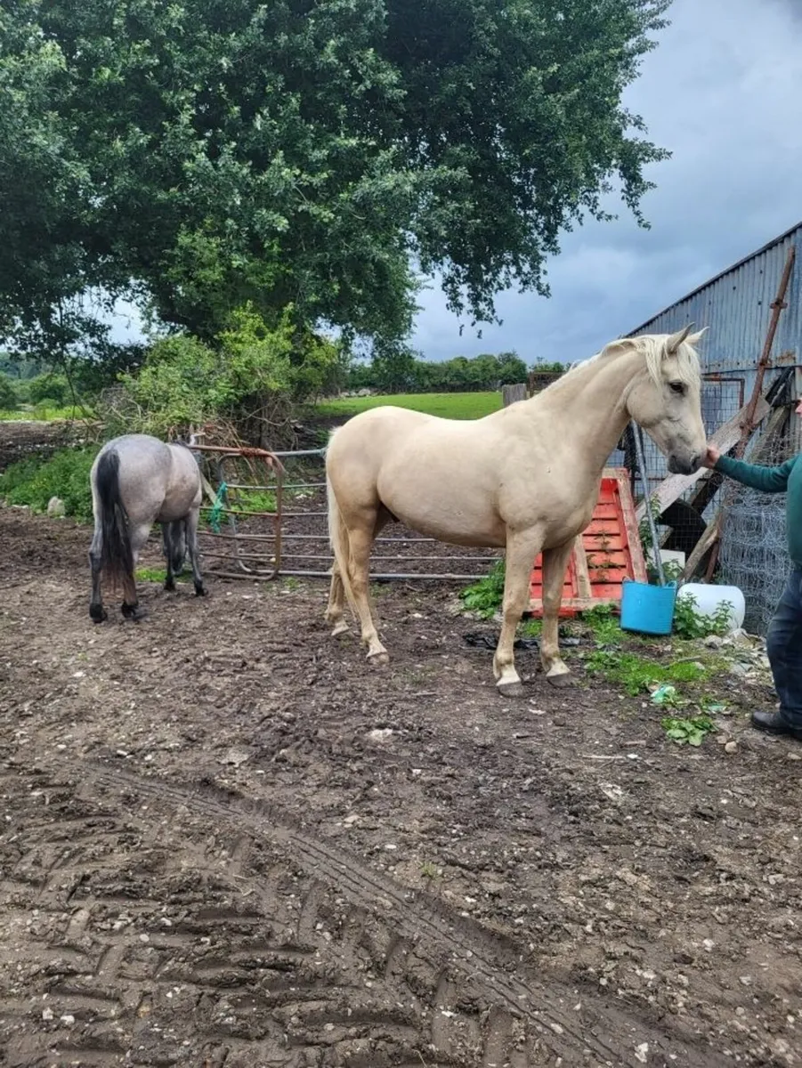 Gelding 5yr old - Image 3