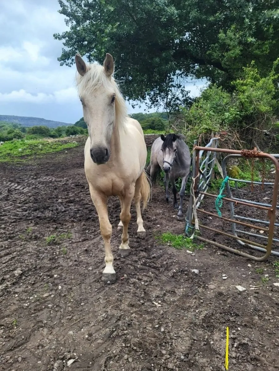 Gelding 5yr old - Image 4