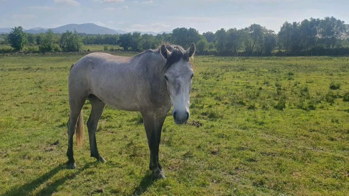 3 year old connemara ponies - Image 2