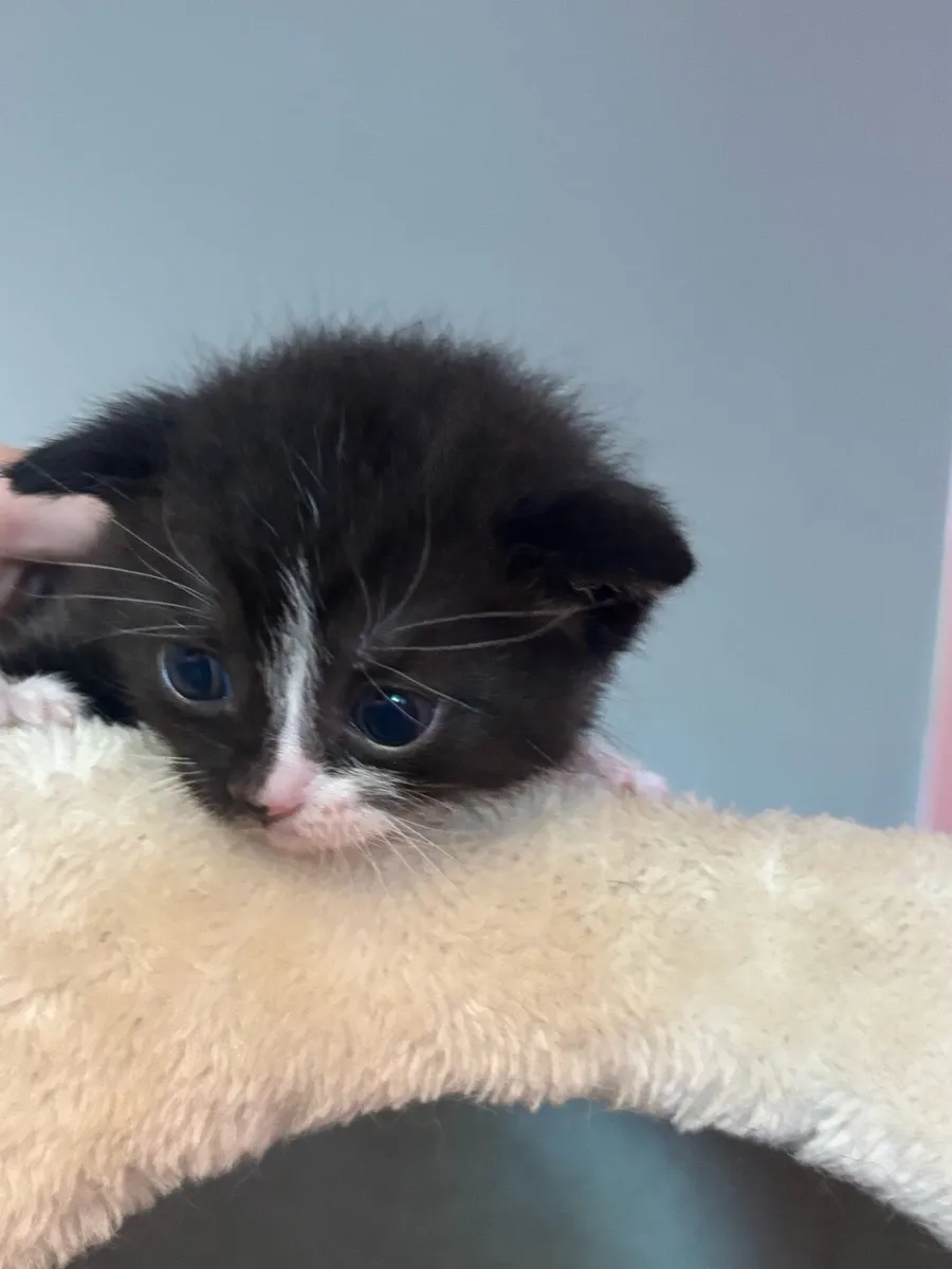 British shorthair/Cross kittens - Image 2