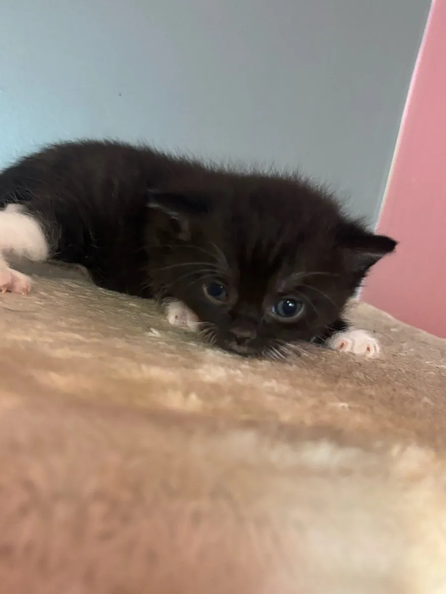 British shorthair/Cross kittens - Image 4