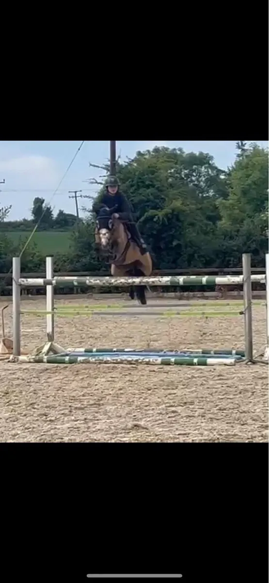 148cm Grade A pony - Image 2