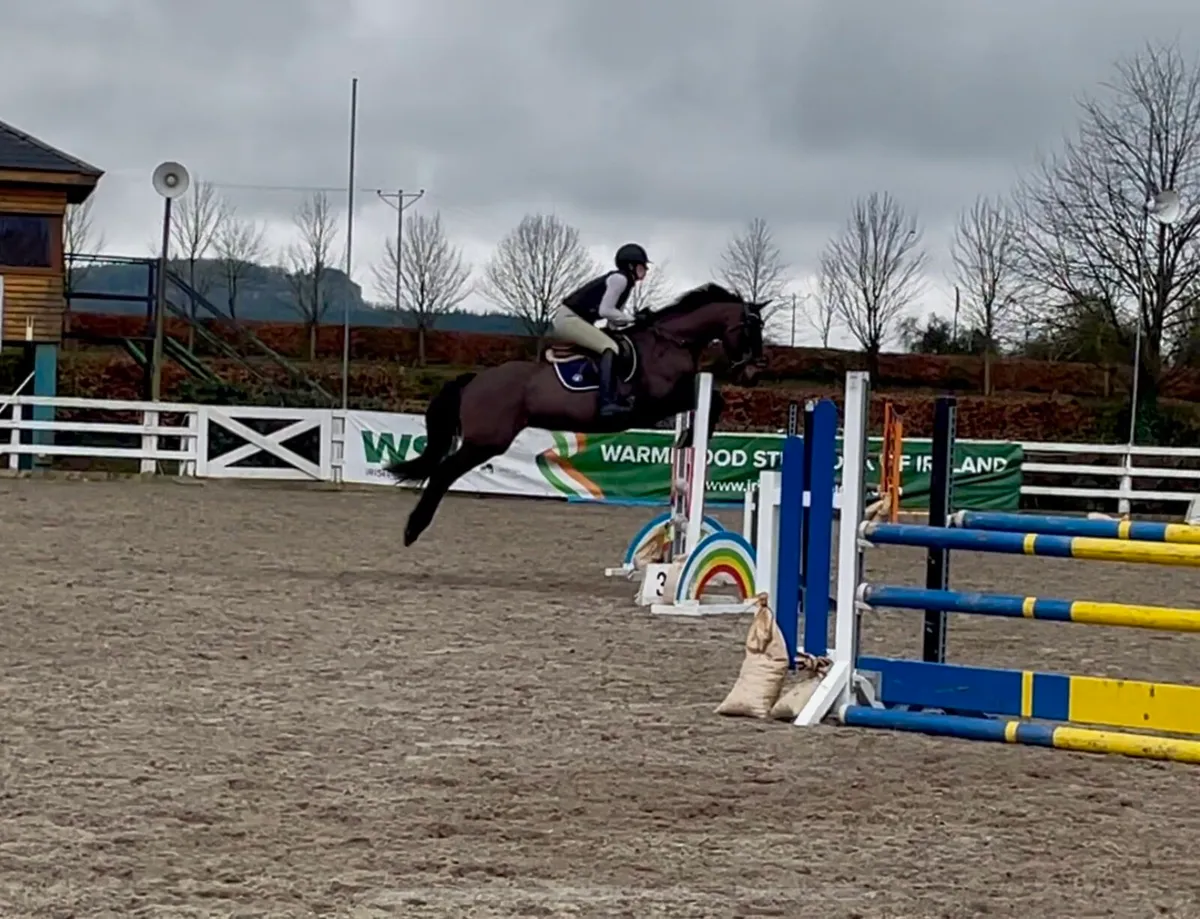 Horse Breaking at Capall Mór Equestrian - Image 2