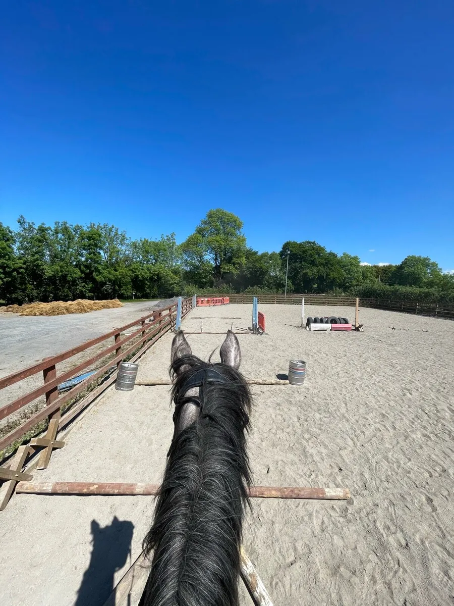 Horse Breaking at Capall Mór Equestrian - Image 3
