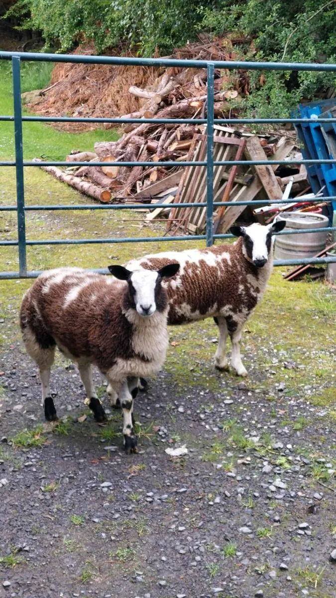 Dutch spotted - Image 1