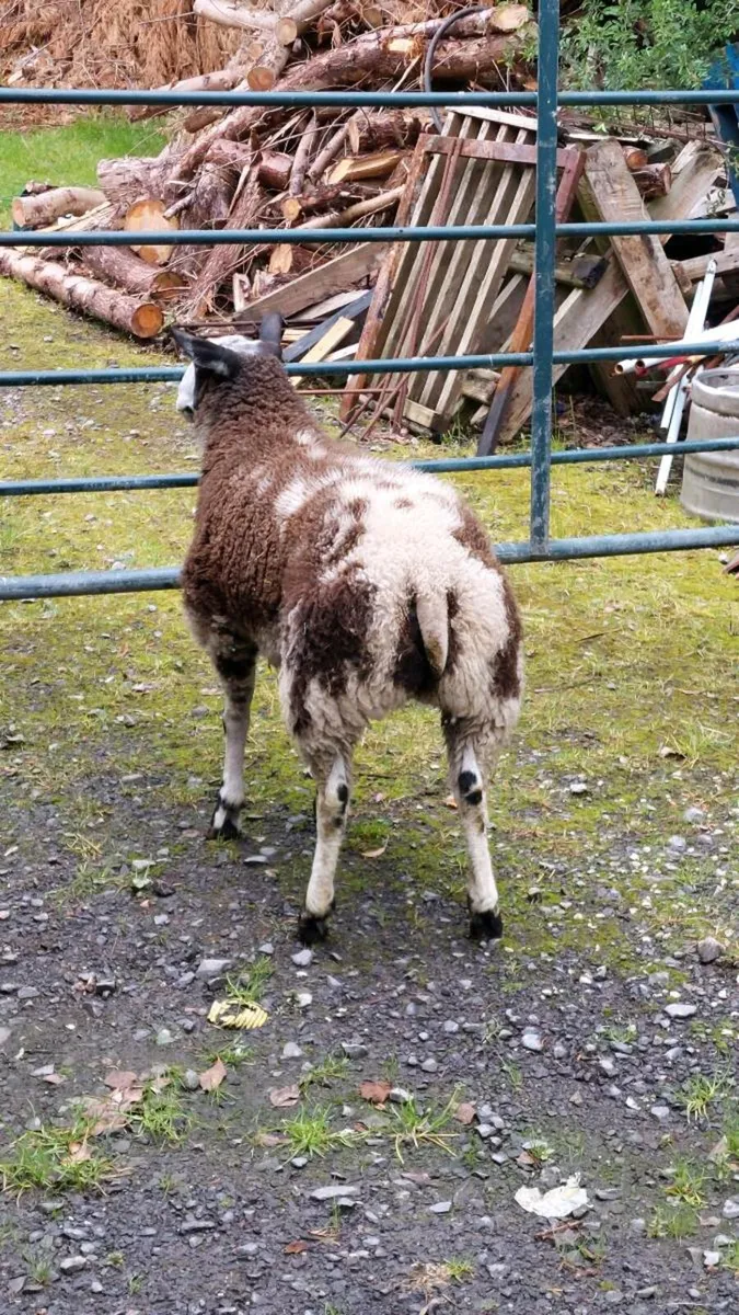 Dutch spotted - Image 2