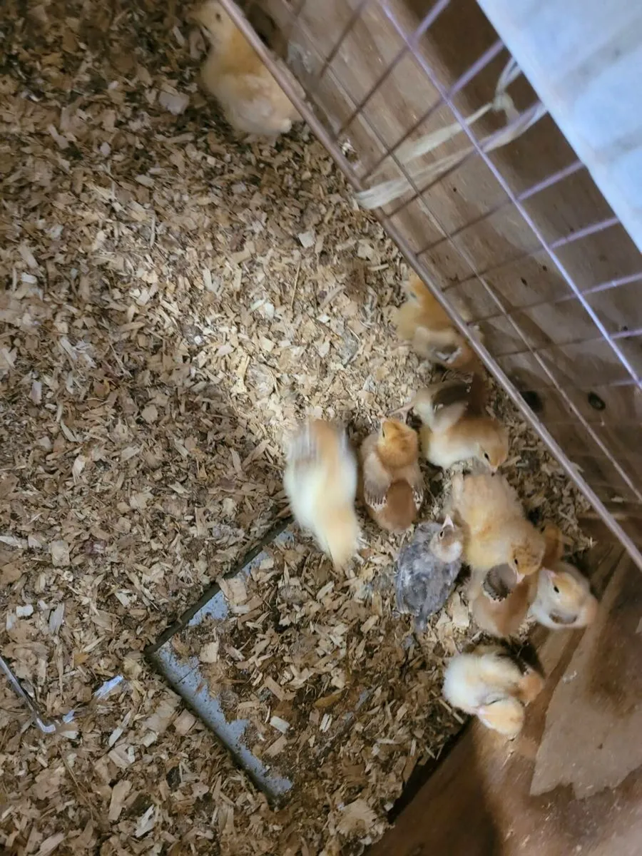 Off heat chicks - Image 2