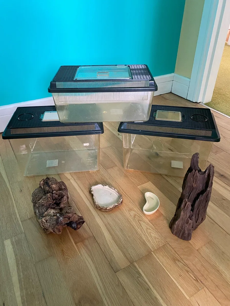 Terrarium/Vivarrium - Image 3