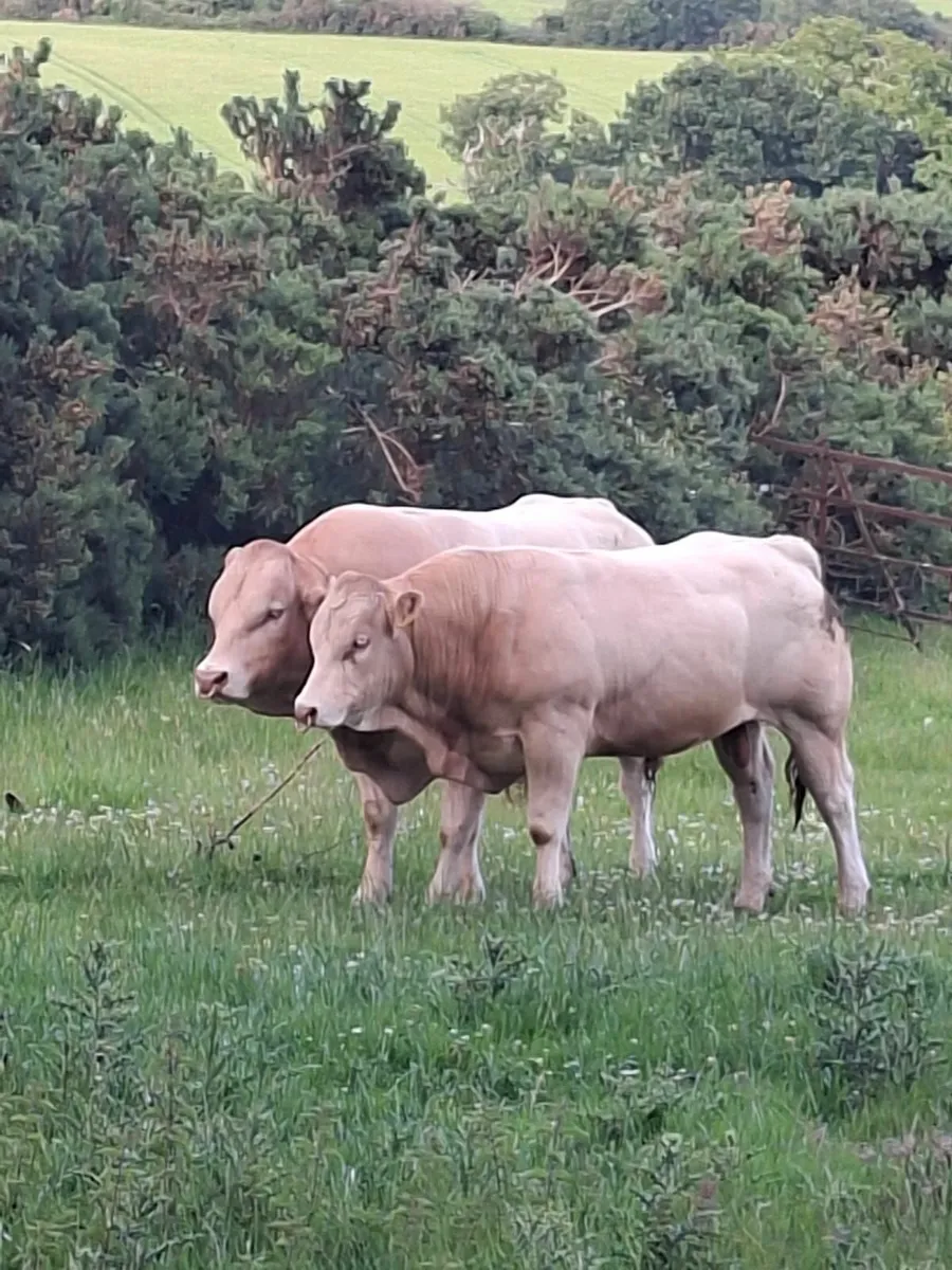 Young Pedigree Blonde Bull - Image 1