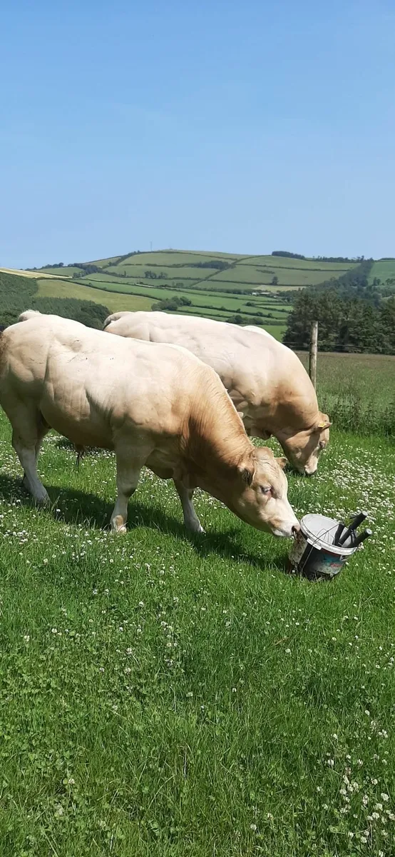 Young Pedigree Blonde Bull - Image 2