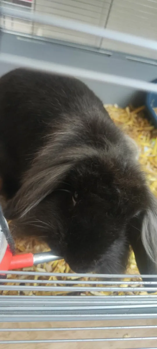 Lionhead Bunny (girl) - Image 1