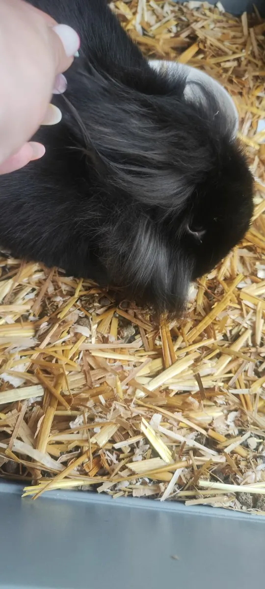 Lionhead Bunny (girl) - Image 4